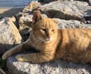 あなたのお話をお聞きします 愚痴/恋愛/お話し相手/一緒に飲みながら話したい等 イメージ1