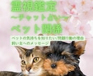 霊視からペットの気持ちを鑑定いたします 飼い主さんの不安に寄り添います♪ イメージ1