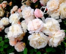 薔薇の花の写真、提供します スマホで撮った薔薇の写真を提供いたします。 イメージ7