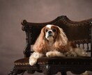 初心者歓迎♪愛犬写真のお悩みにプロがお答えします 愛犬カメラマン歴15年。設定や撮り方などアドバイスします！ イメージ9