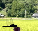 自分の手持ちのカメラで写真を撮ります 息をのむほどの自然の美しさをお届けします！ イメージ6