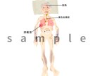 医療をわかりやすく図解イラスト作成します 勉強と臨床のズレを埋める医療ビジュアル制作します イメージ1