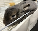 大事なペットのかわいい自慢聞きます 大好きな家族のお話しましょう！ イメージ2