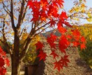 一眼やスマホで撮った素材写真を提供致します 個性的な写真素材をお探しの方に！ イメージ2