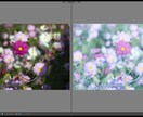 写真をココロ揺さぶる最高の一枚に仕上げます 人物・風景写真/スマホで撮った写真にも対応 イメージ5