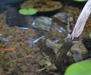 副業に最適！子沢山にするメダカ養殖法を教えます 初心者大歓迎！安心で手間いらず！1日10分のメダ活だけ！ イメージ2