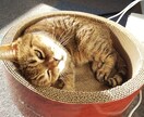 保護猫についてボランティア歴7年の私が教えます 保護猫を飼いたい✨ボランティアをしたい✨疑問にお答えします！ イメージ4