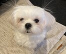 話し相手になります ゆるゆるラジオのフリートークみたいにお話しましょう。 イメージ1