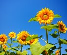 あなたの気持ちにそっと寄り添います 心のモヤモヤゆっくりお話しませんか？ イメージ10