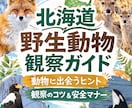 北海道旅行で野生動物に出会うコツを教えますます 北海道在住の動物写真家がご提案！ イメージ1