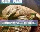 これから動物をお迎えしたい方相談お待ちしております 爬虫類と両生類に強いです。よろしくお願いします。 イメージ1