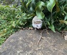 肩の荷をおろして、かるーくさせます 自身の内の心の声を意識して、物事を良き、希望する実現へ イメージ3