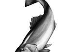 魚系イラストをギョギョっと作成します ☆魚系イラストレーターがリアル系からデフォルメ系まで対応！ イメージ5
