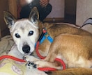 この子を家族に迎えて大丈夫？☘ご縁と時期を占います 犬猫ほかペット全般｜女性専用・最短5分から承ります イメージ8