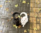 あなたの不安や悩み、なんでもお聞きます 現役看護師とカウンセラーの男性です！ イメージ2