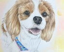 色鉛筆似顔絵肖像画描きます 世界に１つだけの愛犬、愛猫の似顔絵を原画でお渡します。 イメージ6