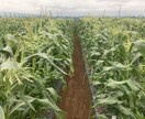 農業、家庭菜園、植物全般の悩み解決します 大手種苗会社にて品種開発〜種子生産までを経験しました。 イメージ2