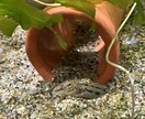 犬猫小動物魚｜生き物好きの相談や自慢話を聴きます 幅広い飼育経験と保護経験でペットと飼い主をサポート イメージ9