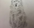 格安で犬や猫の鉛筆画を描きます 個展開催経験者が写実的に描きます♪記念などに☆ イメージ3