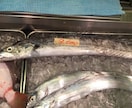 魚を上手に捌けるようになりたい方にご教授します リアルタイムでのレッスンになるのでその都度ご質問にお答え可能 イメージ5