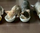 保護子猫の育て方（初心者歓迎）丁寧にサポートします 乳飲み子猫の命をつなぐ技術と知識、伝えます,ﾟ.:｡+ﾟ イメージ5