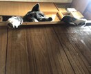 名古屋市→田舎の山奥へ引越した中卒社長が提案します あなたの仕事、お金稼ぎ、恋愛、趣味を考慮したネオライフスタイ イメージ3