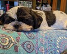 わんこやにゃんこの気持ちを占います あなたの愛犬愛猫の気持ちをタロットに聞いてみませんか? イメージ1
