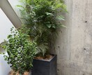 植物のプロが観葉植物のお悩みに答えます 元代官山の花屋の店長がアドバイス イメージ7