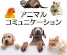 アニマルコミュニケーションでペットの声を聞きます ★うちの子の気持ちを知りたい方★ イメージ1