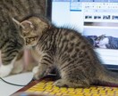サイト立ち上げから運営まで支えます パソコンが苦手、でも活動したい熱意のある方募集します！ イメージ1