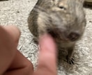 犬猫小動物魚｜生き物好きの相談や自慢話を聴きます 幅広い飼育経験と保護経験でペットと飼い主をサポート イメージ8