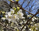 春の写真素材提供します 主に春を感じられる花々の写真を提供します イメージ7