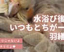 サムネイル１枚と挿入画像４枚納品します ブログで使う一式を格安で制作します！ イメージ4