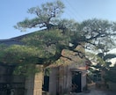 空き家の庭掃除！除草、庭木の剪定します 実家が！転勤で持ち家が！苦情が！を解決します。 イメージ10