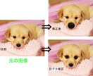 可愛いペットの”うっとりデカ鼻”画像作ります。 イメージ1