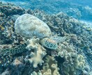 沖縄離島への移住について教えます 離島移住検討中の方へ！沖縄離島在住の私がアドバイスします イメージ3