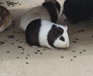 自然の風景と、たまに動物が紛れます 自然の癒し、掛け替えのない風景大地の雄大感。出会う動物たち イメージ5