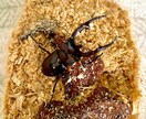 カブト・クワガタの飼育、ブリードの相談に乗ります カブト・クワガタの飼育やブリード、何でもお任せください。 イメージ2