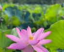 算命学で人生の生き方お伝えいたします 命式で、自分を知って自分を整えましょう！ イメージ1