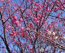 ホッとするカウンセリング、鑑定をします 人生の悩み、葛藤、苦悩を少しでも軽く出きるようホッとする鑑定 イメージ1