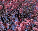 心を整える季節の感情体験サポートします 止まっていた感情と命の流れを取り戻す1週間 イメージ4