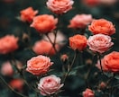 龍脈氣功であなたの女神性を開花させモテ体質にします 魅力を引き出し遠距離、片思い、年下、レスでも相手を沼らせる イメージ4