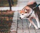 ペットの魅力を最大限に引き出した写真を撮ります 動物好きカメラマンが、とっておきの一枚の一枚を提供します！ イメージ5