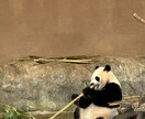 動物園の写真　【先着5名】　5→10枚提供します 商用利用OK！掲載写真全て、各種画像・動画に使えます！ イメージ5