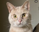 世界に1つペットで消しゴムはんこ作ります 家族であるわんちゃん猫ちゃんの消しゴムはんこ作ります イメージ3