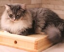 猫限定！！猫についてのお悩みや飼い方を相談できます キャットケアスペシャリスト・キャットシッターが回答します。 イメージ3