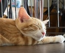 あなたの悩みや愚痴、1分から話を聞きます 犬や猫の話大歓迎！誰かに聞いて欲しい話、ぜひお話しください！ イメージ1