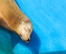 愛するペットのお写真を可愛く撮影します データだけでなくフォトアルバムもセットでお渡しします！ イメージ9