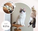 猫モデルとペット商品撮影&広告動画制作いたします ˗ˋˏ商品・サービスの魅力を伝える飽きさせない動画制作ˎˊ˗ イメージ2