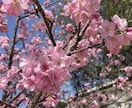 春の写真素材提供します 主に春を感じられる花々の写真を提供します イメージ8